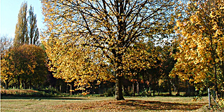 Inventarisatie bomen, Schaesbergerveld