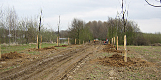 Laanbeplanting, Absbroekerbos