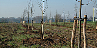 Laanbeplanting, Absbroekerbos