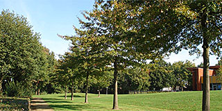 Beplanting Centraal Plateau
